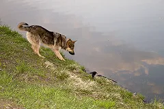 На Ботанике овчарка покусала 8-летнего ребёнка, который гулял на стадионе