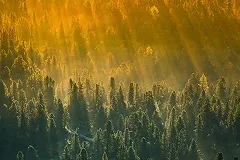 В Пермском крае 10-летний ребёнок заблудился в лесу и через несколько дней сам выбрался из него