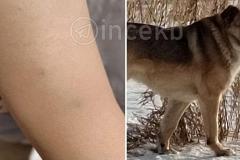 «Напала на троих детей»: в свердловском посёлке собака с передержки кидается на людей