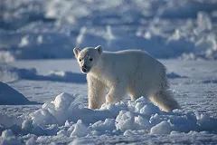 На уборку арктической зоны РФ до 2025 года выделено более 22 млрд рублей