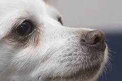 Житель Верхней Пышмы пойдет под суд за садистское убийство Зверя