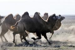 Стадо верблюдов затерроризировало три села в Астраханской области