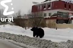 Медведь бегал по улицам города и бросался на прохожих