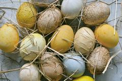 Производители предупреждают о возможном дефиците куриных яиц