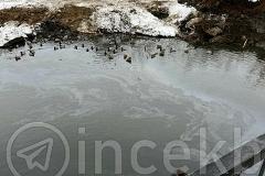 Екатеринбурженка заметила, что утки плавают в мазуте возле парка Маяковского — фото