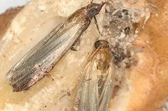 В свердловских подарочных наборах с орехами нашли насекомых