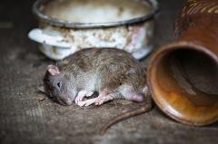 «Бегают по квартире»: жители Автовокзала пожаловались на нашествие мышей