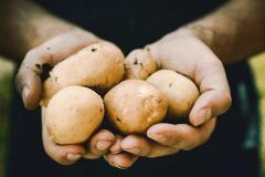 В Свердловской области обнаружили опасную картошку