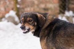 Депутат из Екатеринбурга предложил отправлять бездомных собак на СВО