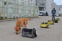 В параде Победы в Екатеринбурге может принять участие собачья колонна