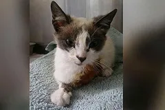 Нидерландский машинист рискнул здоровьем пассажиров ради спасения кошки