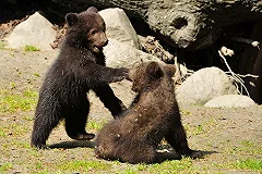 Цирковая медведица родила трех медвежат на трассе под Екатеринбургом