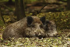 Смертельно опасная африканская чума добралась до России