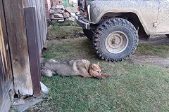 Южноуралец расстрелял из ружья и заколол вилами чужого пса