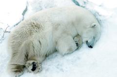Названа реальная причина смерти белого медведя Умки из Екатеринбургского зоопарка