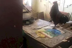 Жительница Режа развела 23 гуся и петуха в двухкомнатной квартире