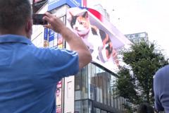 В Токио на оживлённом перекрестке появился гигантский кот