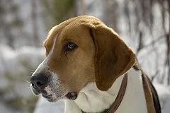 Житель Тюменской области расчленил собаку на глазах соседей по даче