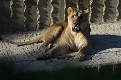 Львица напала на ребенка во время циркового представления