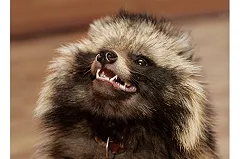 Нового предсказателя прогноза на весну выбрали в Екатеринбургском зоопарке