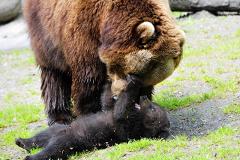 Норильский медведь, которого едва не переехал поезд, остался жив