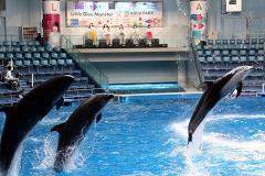 Директор Приморского океанариума подал в отставку после гибели дельфина