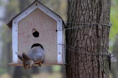 Екатеринбуржцев просят сделать домики для зверьков и птиц Шарташского лесопарка