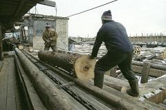 Свердловский предприниматель вырубил 575 деревьев, спасая технику из болота