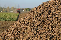 В России резко выросли цены на сахар