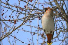 В Сибири заметили пьяных птиц
