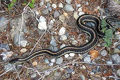 Как обезопасить себя при встрече со змеей