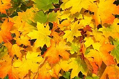 Какие законы вступают в силу с 1 сентября