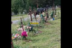 «Лепехи среди могил». В Нижнем Тагиле заметили коров, пасущихся на местном кладбище