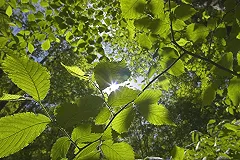 Ученые УрФУ разработали технологию очистки воды и воздуха