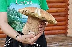 Возле затопленных Нижних Серёг свердловчанка нашла гигантский белый гриб