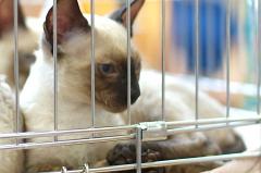 Ветеринары сообщили, законны ли кошачьи выставки рядом с общепитом