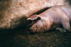 «Свиньи!» Депутат Европарламента назвал виноватых в дефиците продуктов в Европе