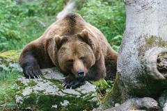 Зашедшего в дом медведя выгнали ударом по носу