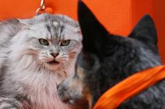 В Москве умертвили домашнюю кошку, растерзавшую трех человек
