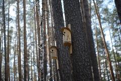 В Свердловской области установили запрет на посещение лесов