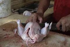 Уральские птицефабрики зарабатывают на воде