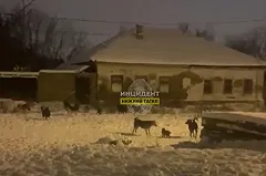 «Многие боятся выходить на улицу»: в Нижнем Тагиле бродячие псы терроризируют местных жителей