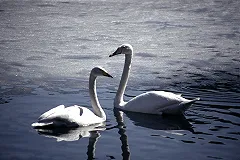 В Шадринске неизвестные распяли лебедя на стене дома (ФОТО)