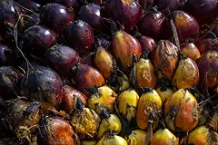 В России захотели запретить «опасное» пальмовое масло