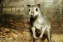 В Екатеринбургском зоопарке появились новые жители