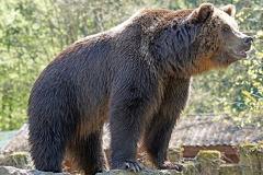 Уральцев напугал медведь, разгуливающий по базам отдыха