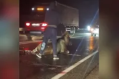 На свердловской трассе неизвестный добивал живого лося топором