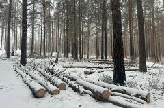 Неизвестные вырубили участок соснового леса в Кашино