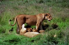 Датский зоопарк пригласил детей посмотреть на вскрытие усыпленного льва