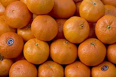 Ткачев: Запрет на поставки овощей и фруктов из Турции не приведет к росту цен